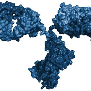 Example of a biologic medicine, also known as a protein therapeutic